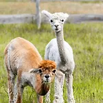 Schloss Sigroen Zirkuswagen Kemping